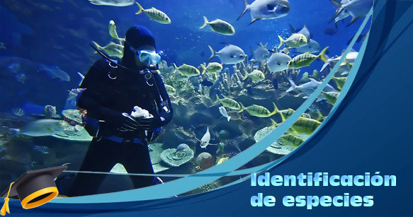 Identificación de Peces